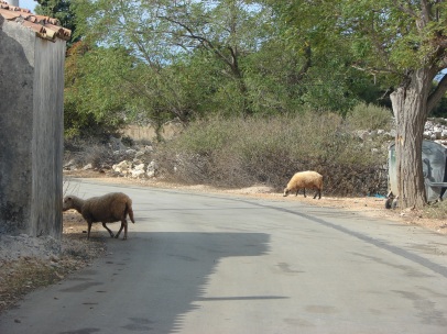 Sheeps on the streets of small town Lun